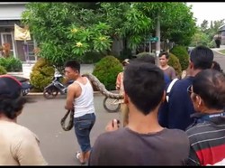 Warga Cibubur Temukan Ular Piton Melilit di Kap Mobilnya