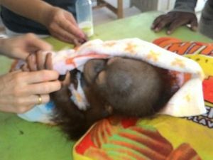 Warga Sukarela Serahkan Orangutan dan Kukang ke BKSDA Kalbar