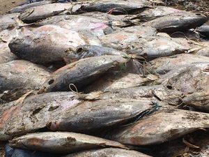 Beredar Broadcast Cara Hilangkan Formalin pada Makanan, Benarkah Efektif?