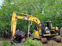 Paus-paus yang Mati Terdampar di Probolinggo Dikubur Secara Massal