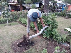 Rayakan Ultah Persebaya, Oknum Bonek Bikin Rusak Taman Mundu
