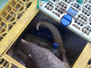 Polisi Hutan dan KLHK Tangkap Pemburu Trenggiling di Medan