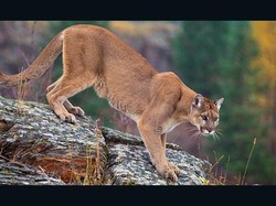 Entah Dikira Apa, Kepala Traveler Ini Dicakar Singa Saat Santai di Hot Tub