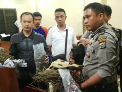 Simpan 3 Kg Ganja, Seorang Mahasiswa di Medan Dibekuk Polisi