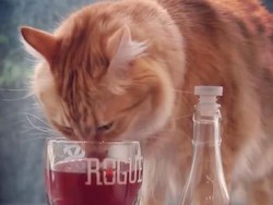 Hendak Bawa Hewan Peliharaan Masuk ke Rumah? Ini Pesan Dokter