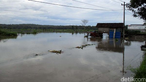 Banjir Rendam Persawahan di Bantul