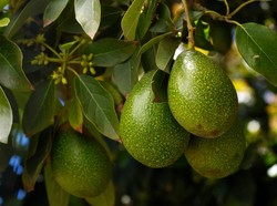 Manfaat Daun Alpukat untuk Menjaga Kesehatan, Ini Cara Mengonsumsinya