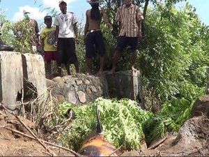 Tiga Bangkai Paus Dikubur Manual, ini Alasan Diskanla