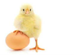 Teknologi Ayam Tabung Bisa Tetaskan Ayam Tanpa Cangkang Telur