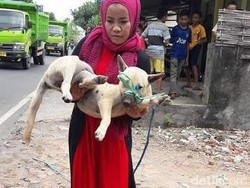 Mengenal Desy, Wanita Berjilbab Perawat Anjing Liar di Lombok yang Ramai di Facebook