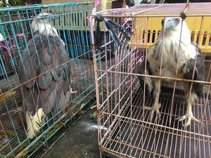 Warga di Pontianak ini Sukarela Serahkan 4 Elang Miliknya ke BKSDA