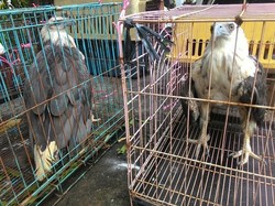 Warga di Pontianak ini Sukarela Serahkan 4 Elang Miliknya ke BKSDA