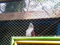 Elang Jawa di Taman Rekreasi Kota Malang Disoal