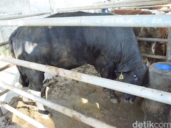 Syarat Baru Impor Sapi: Harus 20% Indukan