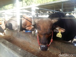 Rumput RI Lebih Hijau, Tapi Sapinya Lebih Kurus Dibanding Australia