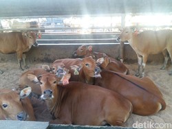 Ini Kelemahan Peternak RI dalam Mencetak Bibit Sapi