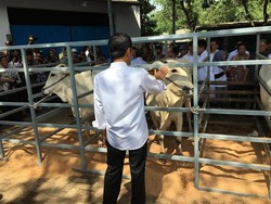 Tondon, Nama Calon Anak Sapi Jantan di Rumpin Pilihan Jokowi