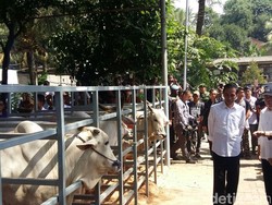 Kapan RI Bisa Swasembada Daging Sapi? Ini Kata Jokowi