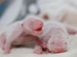 Pertama di Tahun 2016, 2 Bayi Panda Kembar Lahir di China Pertama di Tahun 2016, 2 Bayi Panda Kembar Lahir di China