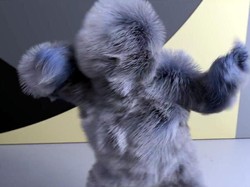 Bulu yang Berjoget-joget di Video Klip Baru Major Lazer