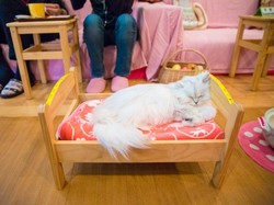 Akhirnya Kafe Kucing di Tokyo Ini Ditutup Permanen oleh Pemerintah