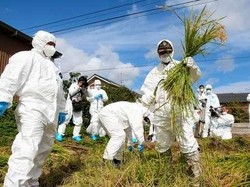 Kini Beras Fukushima Sudah Kembali Dijual di Inggris