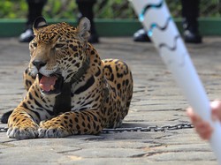 Jaguar Ditembak Mati Saat Penyalaan Obor Olimpiade di Brasil