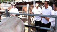 Jokowi Kunjungi Tempat Pembuntingan Sapi