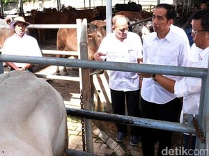 Saat Jokowi Buka-bukaan Soal Impor Daging Kerbau Hingga Jeroan