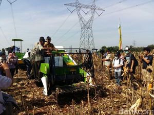 Panas-Panasan, Mentan Jajal Alat Pemanen Jagung Modern di Serpong