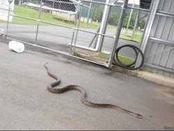 Bangun Pagi Disambut Ular Sepanjang 5 Meter