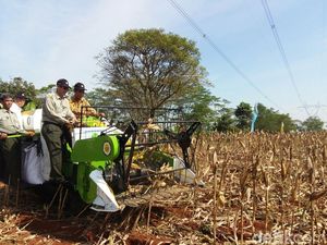 Mentan: Petani Lagi Senang Tanam Jagung