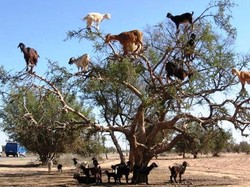 Pohon Kambing yang Ajaib di Maroko