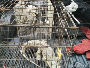 BKSDA Magetan Amankan 1 Tersangka Terkait Penyelundupan Satwa Liar