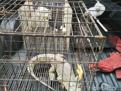 BKSDA Magetan Amankan 1 Tersangka Terkait Penyelundupan Satwa Liar