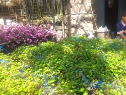 Penjualan Bunga Hias di Cihideung Laris Manis Jelang Lebaran