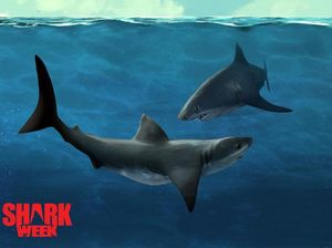 Bertahan 28 Tahun, Shark Week Hadir Lagi di Layar Kaca