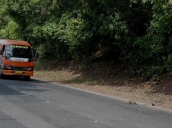 Kawanan Kera di Jalur Pantura Situbondo, Pengguna Diimbau Waspada