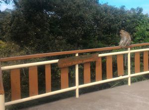 Sepi Pengunjung, Kawanan Monyet Curug Cimahi Cari Makanan ke Jalan