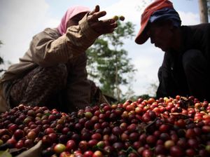 Kirim Ahli ke Vietnam, RI Belajar Tingkatkan Produktivitas Kopi