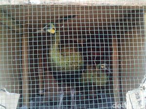 Hewan-hewan Dilindungi ini Diserahkan Pemiliknya ke BKSDA Kalimantan Barat