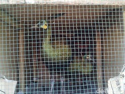 Hewan-hewan Dilindungi ini Diserahkan Pemiliknya ke BKSDA Kalimantan Barat