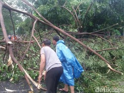 Hujan Deras, Sebuah Pohon Tumbang Tutup Jalan di Tangerang