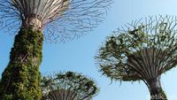 Foto: Melihat Gardens By The Bay yang Dikunjungi Kim Jong Un