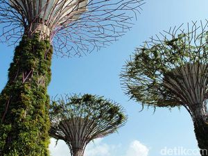 Foto: Melihat Gardens By The Bay yang Dikunjungi Kim Jong Un
