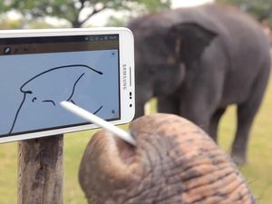 Seekor Gajah Memukau dengan Galaxy Note Seekor Gajah Memukau dengan Galaxy Note