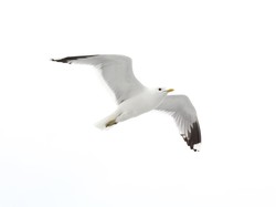 Burung Camar Dikhawatirkan Jadi Penyebar Bakteri Kebal Obat Super