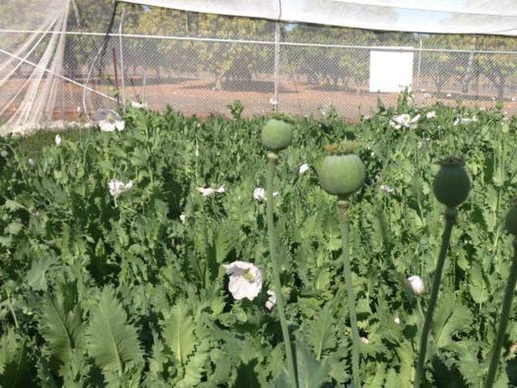 Taliban Berkuasa, Harga Opium Melonjak Jadi Rp 2 Juta/Kg!