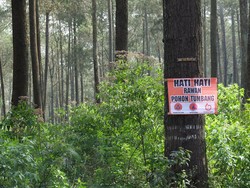 Marak Investasi Bodong Berkedok Tanam Pohon di Sulawesi