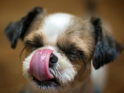 Dicari! Chef Profesional untuk Meracik Makanan Anjing